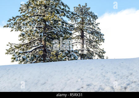 Desert Plants Under Snow, Climate Change at Southern California, Big Bear Mountain, San Bernardino, 2016 Stock Photo