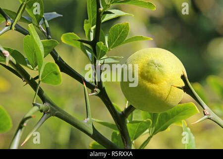 bitter orange or trefoil lemon poncirus trifoliata Stock Photo