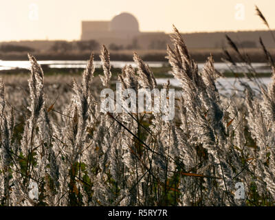 RSPB Minsmere Suffolk UK and distant Sizewell power station Stock Photo