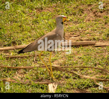 African wattled lapwing (Vanellus senegallus), also known as the Senegal wattled plover or wattled lapwing, Kazinga Channel. Queen Elizabeth National Stock Photo