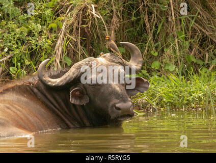 African or Cape buffalo (Syncerus caffer) with yellow-billed oxpecker (Buphagus africanus), Kazinga Channel. Queen Elizabeth National Park, Uganda