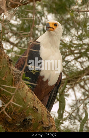 The African fish eagle (Haliaeetus vocifer), at Kazinga Channel. Queen Elizabeth National Park, Uganda, East Africa Stock Photo