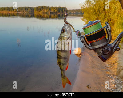 Fish perch on the hook Stock Photo