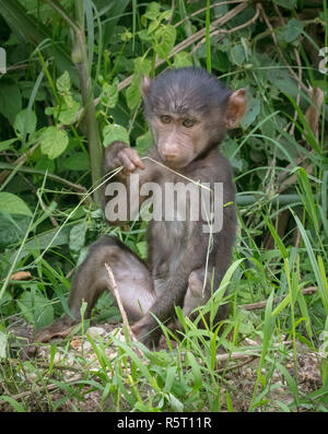 baby olive baboon or Anubis baboon (Papio anubis), Lake Manyara ...