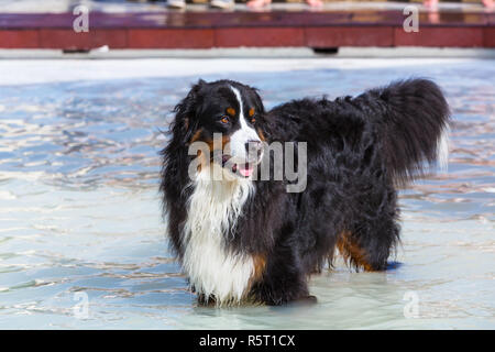Berner Sennenhund steht im Wasser Stock Photo
