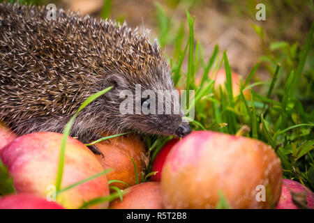 Hedgehog on aplles in nature view Stock Photo