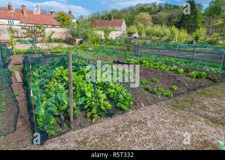 A well tended springtime vegetable plot growing chard, spinach and lettuce on an allotment in Somerset, England Stock Photo