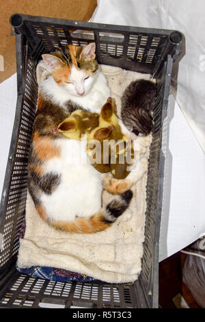 Cat in a basket with kitten and receiving musk duck ducklings. Cat foster mother for the ducklings Stock Photo