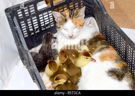 Cat in a basket with kitten and receiving musk duck ducklings. Cat foster mother for the ducklings Stock Photo