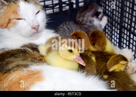 Cat foster mother for the ducklings Stock Photo