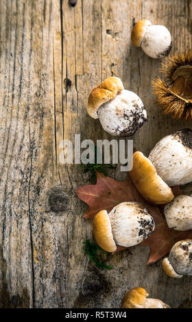 Mushrooms on wood Stock Photo