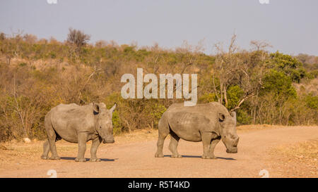 couple of white rhinoceros crossing the road in Kruger park, South Africa Stock Photo