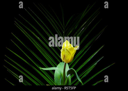 Single Yellow Tulip with a Fern Leaf - dark background Stock Photo