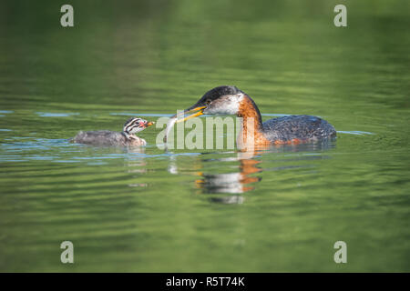 A Red-necked Grebe feeds its chick at Humber Bay in Toronto, Ontario, Canada. Stock Photo
