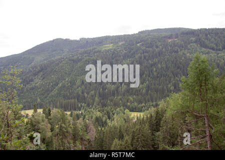 large forest area in styria at the day Stock Photo