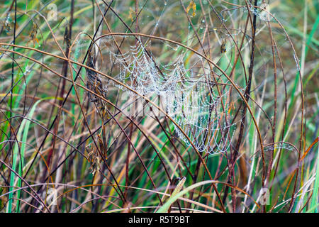 Cobwebs on the wet grass Stock Photo