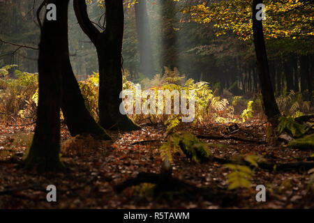 The most beautiful autumn forest in the Netherlands with mystical and mysterious views and atmospheric sunrises in the early misty mornings. Stock Photo