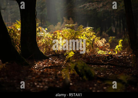 The most beautiful autumn forest in the Netherlands with mystical and mysterious views and atmospheric sunrises in the early misty mornings. Stock Photo