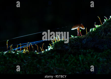 Studio lit mushroom with spider web and glowing mystical details Stock Photo
