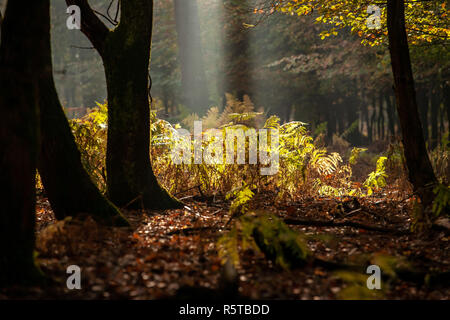 The most beautiful autumn forest in the Netherlands with mystical and mysterious views and atmospheric sunrises in the early misty mornings. Stock Photo