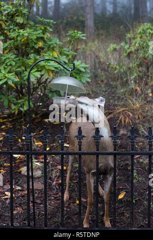 A deer eating out of a bird feeder in suburban Eugene, Oregon, USA. Stock Photo