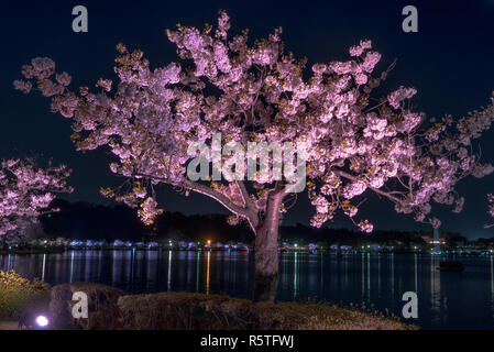 Cherry blossoms at Senba Lake in Mito, Japan - Ibaraki Prefecture Stock Photo