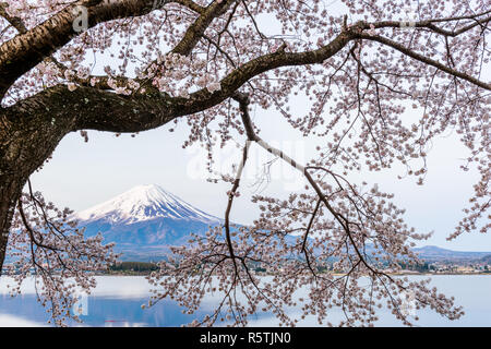 Kawaguchi Lake, Japan at Mt. Fuji in the evening during the spring. Stock Photo