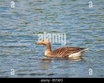 Greylag Goose (Anser anser) on Water Stock Photo