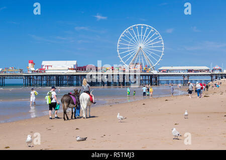 Blackpool uk Donkey rides on the beach in front of the Ferris wheel on the central pier Blackpool Lancashire England UK GB Europe Stock Photo