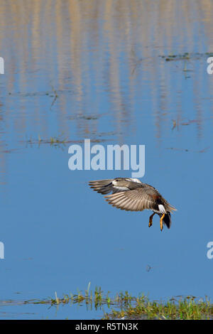 male gadwall on landing Stock Photo