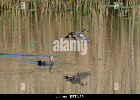 male gadwall on landing Stock Photo