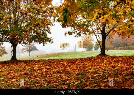 WA17013...WASHINGTON - Foggy autumn day in Seattle's Discovery Park.
