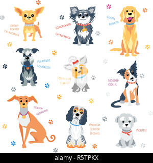 Set colour dogs Stock Photo