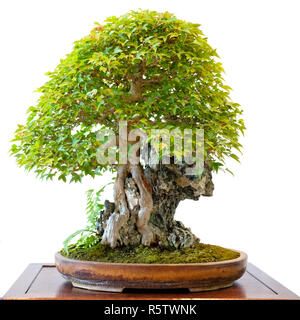 trident maple (acer buergerianum) as a bonsai tree over a rock Stock Photo