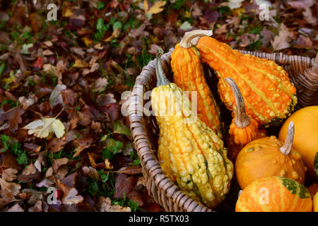 Warty ornamental gourds in a basket on autumn leaves Stock Photo