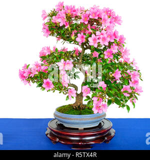 rhododendron bonsai tree with pink flowers Stock Photo