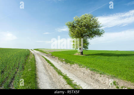 Large flourishing deciduous tree by the road in a green field, horizon and clouds on blue sky Stock Photo