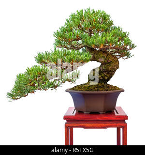 coniferous pine tree (pinus parviflora) as a bonsai tree Stock Photo