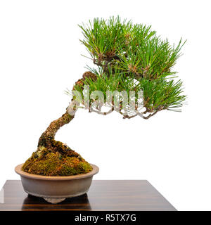 small conifer pine as bonsai tree Stock Photo