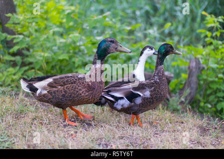 Three friendly ducks striding through the dry grass in the park Stock Photo