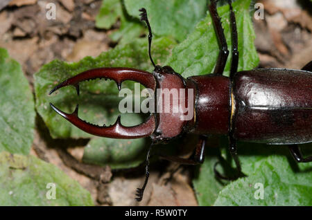 Giant Stag Beetle, Lucanus elaphus, male Stock Photo