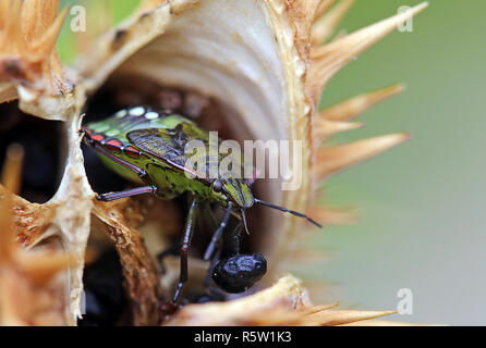 green rice bug nezara viridula with seeds of white thorn datura stramonium Stock Photo