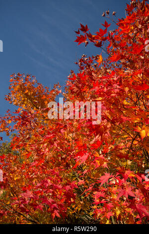 red and gold autumn leaves of Acer palmatum, Japanese maple, against a blue sky, in autumn, fall, tree top, November, Sussex, UK Stock Photo