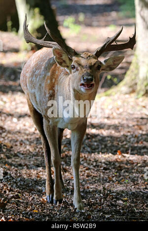 mesopotamian fallow deer in the rut Stock Photo