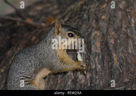 Eastern Fox Squirrel, Sciurus niger, feeding on Osage orange, Maclura pomifera, seeds extracted from the fruit Stock Photo