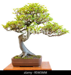 beech as a harmonious bonsai tree Stock Photo