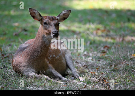 resting vietnam sika deer cervus nippon pseudaxis Stock Photo