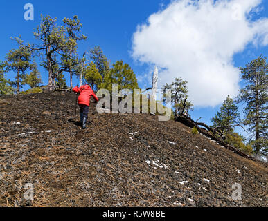 42,835.02048 Woman hiking struggling to climb a steep slope of a black cinder cone with Ponderosa pine trees (Pinus ponderosa), blue sky white clouds Stock Photo