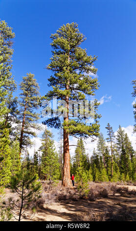 43,200.00198 woman standing by 42” diam. old growth Ponderosa pine (Pinus ponderosa) tree, perfect specimen outlined against a blue sky in Oregon USA Stock Photo