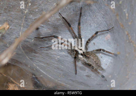 Funnelweb Spider, Family Agelenidae, in web Stock Photo